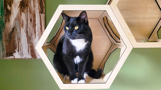 Cat Wall Shelf